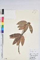 藏品(大白杜鵑)的圖片