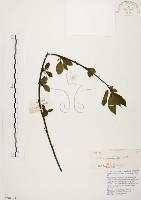 藏品(山胡椒)的圖片