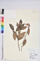 藏品(碟花杜鵑)的圖片