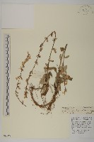 藏品(台灣鬼督郵)的圖片