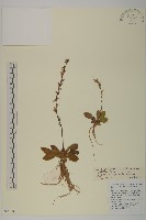 藏品(細穗免兒風)的圖片