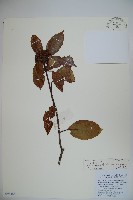 藏品(水紅木)的圖片