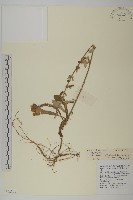 藏品(台灣鬼督郵)的圖片