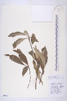 藏品(頭狀四照花)的圖片