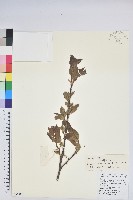 藏品(雲南越橘)的圖片