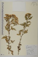 藏品(姜菱菊)的圖片