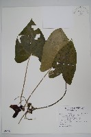 藏品(大花細辛、馬蹄香)的圖片