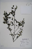 藏品(曲莖馬藍)的圖片