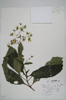 藏品(假酸漿)的圖片