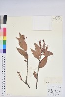 藏品(美麗馬醉木)的圖片