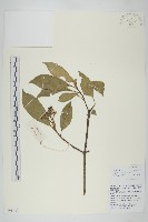 藏品(短圓葉棶木)的圖片