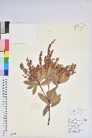 藏品(美麗馬醉木)的圖片