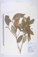 藏品(頭狀四照花)的圖片