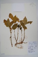 藏品(三角咪草)的圖片