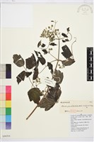 藏品(粗齒鐵線蓮)的圖片