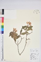 藏品(碟花杜鵑)的圖片