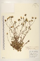 藏品(滇苦菜)的圖片