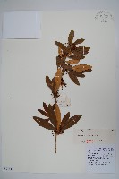 藏品(西山小檗)的圖片