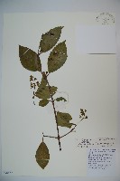 藏品(漾濞莢迷)的圖片