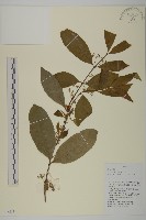 藏品(石寶茶藤)的圖片