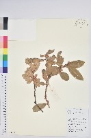 藏品(地檀香)的圖片