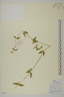 藏品(疏花繁縷)的圖片