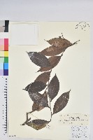 藏品(尾葉越橘)的圖片