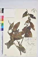 藏品(尾葉越橘)的圖片