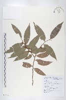 藏品(凹瓣梅花草)的圖片