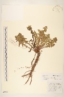 藏品(蒲公英)的圖片