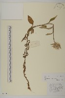 藏品(香青)的圖片