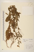 藏品(圓舌粘冠草)的圖片