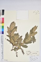 藏品(南燭)的圖片