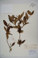 藏品(臭莢迷)的圖片