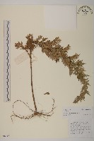 藏品(小球花蒿)的圖片