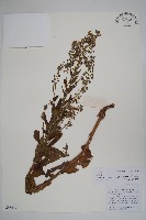 藏品(中國勿忘草)的圖片