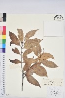 藏品(白穗石櫟)的圖片