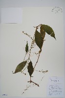 藏品(牛膝)的圖片