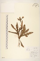 藏品(苦滇菜、苦菜)的圖片