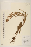 藏品(飛蓬)的圖片