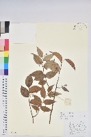 藏品(硬毛白珠)的圖片