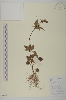 藏品(白花鬼針)的圖片