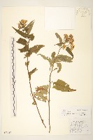 藏品(蔓黃菀)的圖片