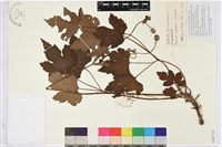 藏品(打破碗花花)的圖片