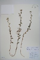 藏品(風鈴草)的圖片