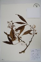 藏品(異葉梁王茶)的圖片