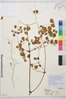 藏品(偏翅唐松草)的圖片