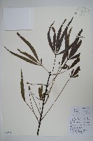 藏品(異葉梁王茶)的圖片