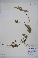 藏品(乳兒繩)的圖片