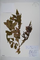 藏品(大花漆)的圖片